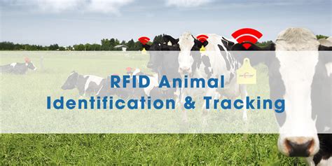 rfid wild animal tracking|rfid for animal tracking.